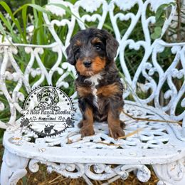Phantom merle boy (split-face) - Blue merle male Bernedoodle puppy in Graham, Texas from 2 Rose Ranch Doodles