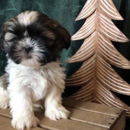Shih Tzu puppies from Josh’s Pups
