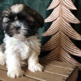 Shih Tzu puppies from Josh’s Pups