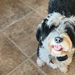 Bernedoodles from Mini Bernedoodles by Ziva & Zac