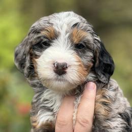 Australian Mountain Doodle and Bernedoodle Puppies from Blue Skye Doodles