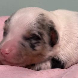 Girl 1 - Blue merle female Miniature Australian Shepherd puppy in Bogata, Texas from Maple Creek Run