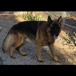 Xinco Vom Fichtenschlag - Black and red male German Shepherd puppy in Wittmann, Arizona from Minerd Ranch