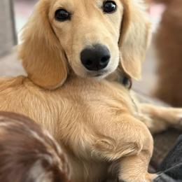 Dachshund and Golden Retriever All Grown Up from Grove Haven Canines