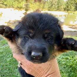 26F Red Collar - Black and tan female German Shepherd puppy in Mariposa, California from Team Reeves Ranch