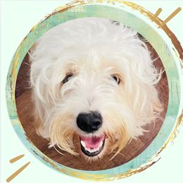 Bark Twain - Cavapoo
