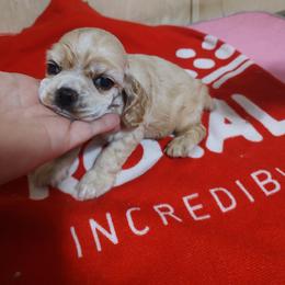 Black list - Black male Cocker Spaniel puppy in Charleston, Tennessee from Nefer's Kennel