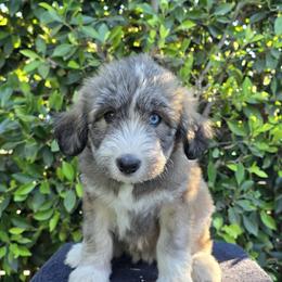 Yellow - Sable and white female Siberian Husky puppy in Los Angeles, California from Zenia Huskies