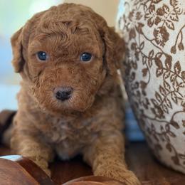 Idexx - Cream male Goldendoodle puppy in Yuciapa, California from AlltheDoodlez_