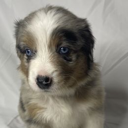 Missy - Blue merle Australian Shepherd puppy in Quinlan, Texas from Murphy Ranch Australian Shepherds