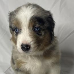 Missy - Blue merle Australian Shepherd puppy in Quinlan, Texas from Murphy Ranch Australian Shepherds