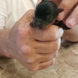 Girl 1 - Black and tan Yorkshire Terrier puppy in Corryton, Tennessee from Tindalls House Mtn Yorkies