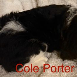 English Springer Spaniels from Lynn Bee Avenue