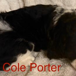 English Springer Spaniels from Lynn Bee Avenue