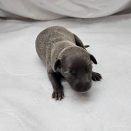 Lola - Blue female Italian Greyhound puppy in Newalla, Oklahoma from Heartland Iggys