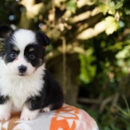 Reef-FLUFFY COAT - Black and tan male Pembroke Welsh Corgi puppy in Berea, Kentucky from SunShine Corgis