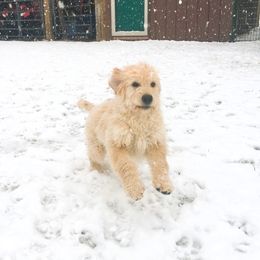 "Playing in the snow is fantabulous!" Goldendoodle Puppies from CharLia's Holistic English Cream Golden Retrievers & Doodles