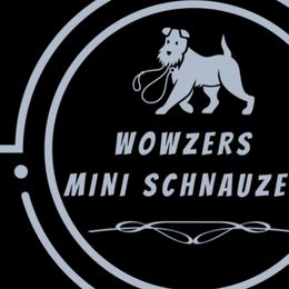 Miniature Schnauzers from Wowzers Mini Schnauzers