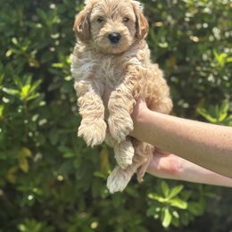 Goldendoodle Puppies from Sweet Doodles of Alabama
