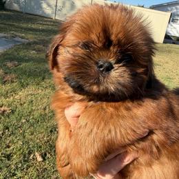 Spinel - Red male Shih Tzu puppy in Russellville, Kentucky from The Patriot Tzu