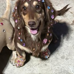 Lizzie - Dachshund