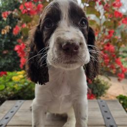 Coco - Liver and white female English Springer Spaniel puppy in Statesville, North Carolina from BAR Z Springers