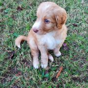 Bordoodle Puppies from Alabama Top Doodles