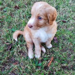Bordoodle Puppies from Alabama Top Doodles