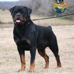 El Gwalla - Rottweiler