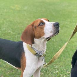 Treeing Walker Coonhound puppies from 3 Color Kennel