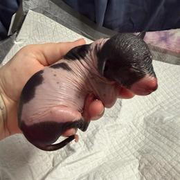 Cookies N Cream - White and black male Xoloitzcuintli puppy in Manitowoc, Wisconsin from Wonderland Kennel