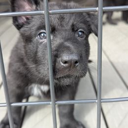 Blue Collar - Black German Shepherd puppy in Morton, Illinois from Kürbisstadt Kennels