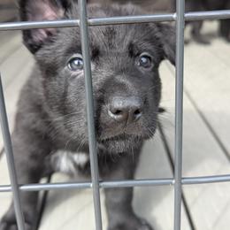 Blue Collar - Black German Shepherd puppy in Morton, Illinois from Kürbisstadt Kennels