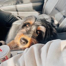 Aussiedoodle and Miniature Australian Shepherd All Grown Up from Little Puppy Co.