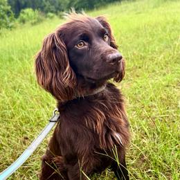 Johnny - Liver male Boykin Spaniel puppy in Crestview, Florida from C4 Kennels of FL & AL