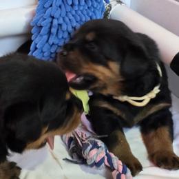 Miss White Collar - Black and mahogany female Rottweiler puppy in Clarksburg, West Virginia from Vom Peiffley Rottweilers, LLC