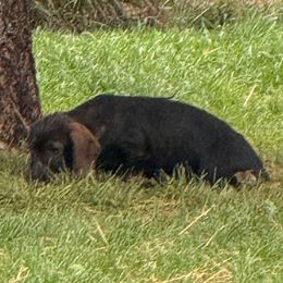 Rose - Wild boar female Dachshund puppy in Superior, Montana from Never Land Dachshunds of Montana