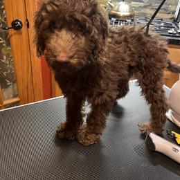 Cocoa - Chocolate male Australian Labradoodle puppy in Eagle, Wisconsin from Fruitful Beginnings,LLC