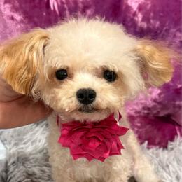 Vasiya tiny - Cream male Maltipoo puppy in San Diego, Temecula, Ontario, California from Yorkie & Maltese Royalty