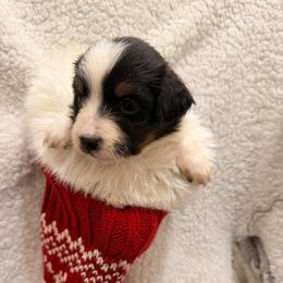 Ralphie - Black tri male Miniature American Shepherd puppy in Connecticut from Novus Kennels