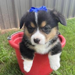 HALEY - Black and tan female Pembroke Welsh Corgi puppy in Hinton, Oklahoma from Green Cloud Ranch