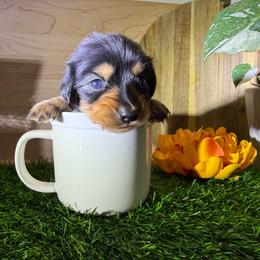 Boy 3 3500 - Black and tan male Dachshund puppy in Apopka, Florida from The HotDog Stand