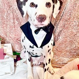 Dalmatian Puppies from Rainier DALS LUA Dalmatians of Washington