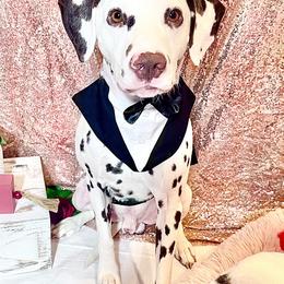 Dalmatian Puppies from Rainier DALS LUA Dalmatians of Washington