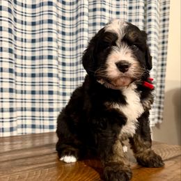 Mr. Spooky - Tri-color male Bernedoodle puppy in Hegins, Pennsylvania from Bubbling Springs Doodles, LLC
