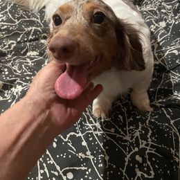 Happy Dog - Dachshund