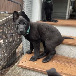 German Shepherd Puppies from Von Lambor German Shepherds
