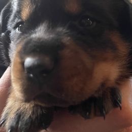 Odie - Black and mahogany Rottweiler puppy in Newport Center, Vermont from Rosalyn's Rottweilers