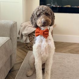 Goldendoodle puppies from Dream A Little Doodle