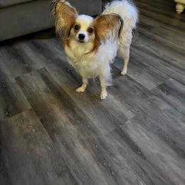 Buck - White and sable male Papillon puppy in Central Florida, Florida from Sunshine Papillons